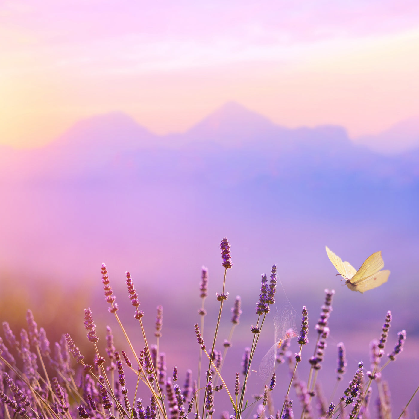 lavande olympe / lavender olympus