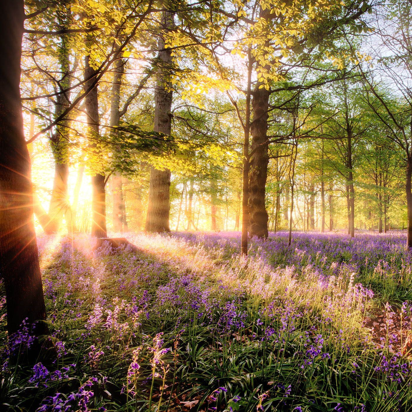 à l’ombre d’Artémis 100ml